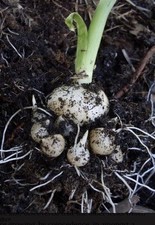 10 OPERI PERLZWIEBEL - PERENNIAL LEEKS PLANTS