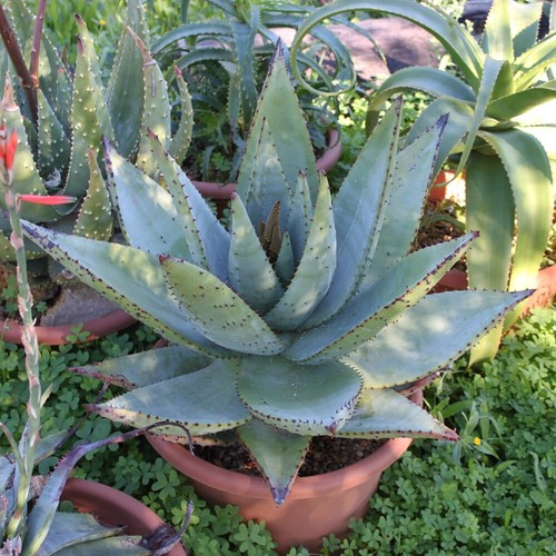 Aloe spectabilis - aloe,