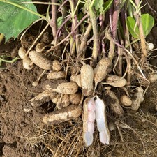 Peanut Salomat Unusual Edible