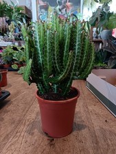 Euphorbia Trigona Rubra | 21 Cm Pot | 60cm Plant | Easy Care Desert Cacti