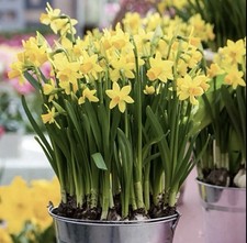 Tete Tete Bulbs x100 + 10 FREE Daffodils, Spring Flowering, Narcissus.