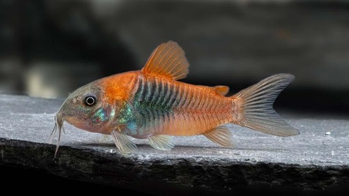 Red sailfin venezuelan - red,