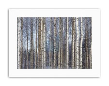 BIRCH FOREST TREES SILVER PHOTO Poster Picture Canvas art Prints