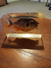 Taxidermy Red Bellied Piranah