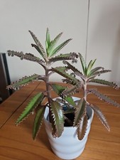 Mexican Hat Plant Kalanchoe Mother of Thousands (Green) 6x seedlings Succulent 