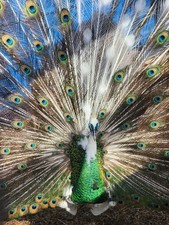 👀🦚 PRE-SALE PEACOCK