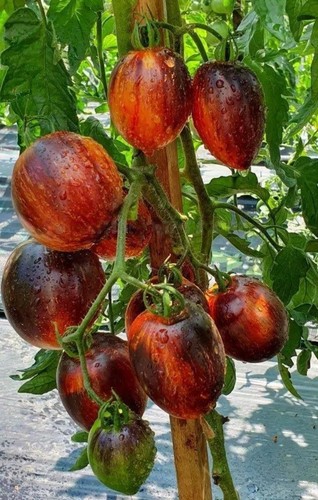 Tomato gargamel - tomato, “