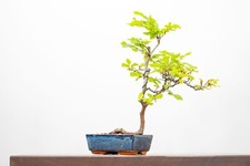 Bonsai- Beech  in Blue Ceramic Dish# ZT1582