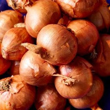 Round Pickling Shallots BABY SIZE 20-35mm - 2025/26 Season - Parrish Farms