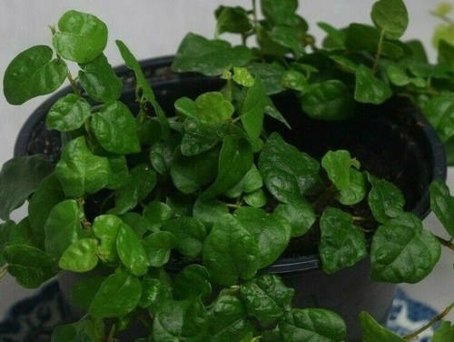 Creeping climbing fig ficus - fig,