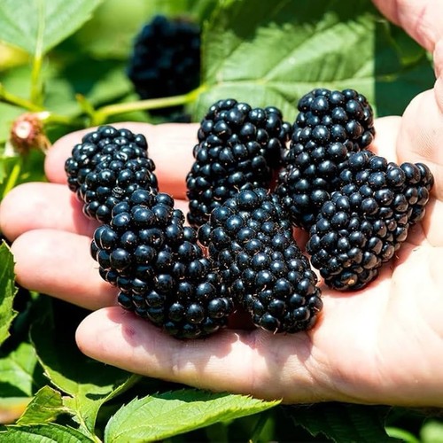 Blackberry navaho thornless - blackberry, |