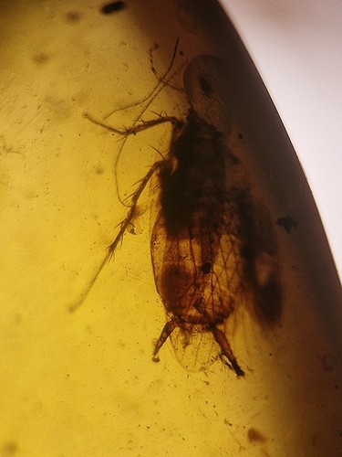 Fly and roach - and, in