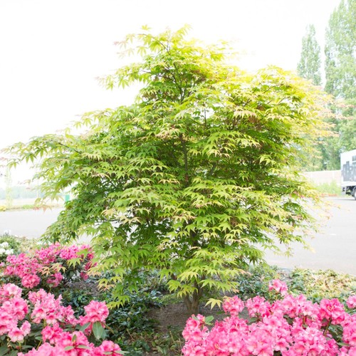 Japanese maple osakazuki acer - maple,