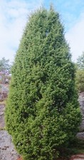 Juniperus chinensis stricta