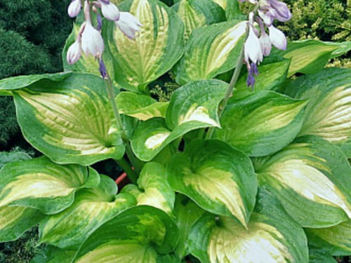 Hosta lakeside banana bay 3 - bay,