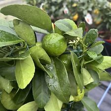Citrus Lemon 'Pursha' - Roman Lime - Sweet Lemon 20cm Pot 60-70cms