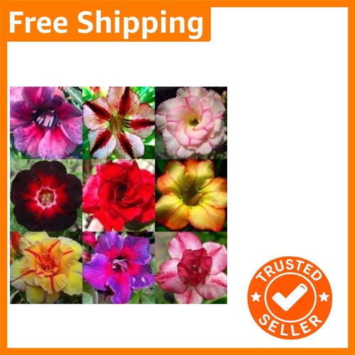 Mixed colours desert rose - mixed,