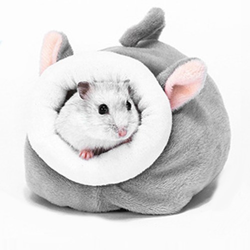 Chinchilla guinea pig ferret - guinea,