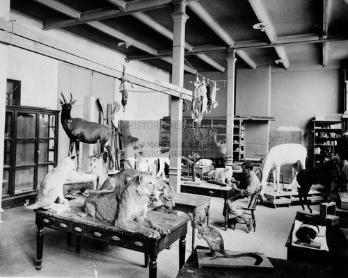 Taxidermy workshop national - workshop,