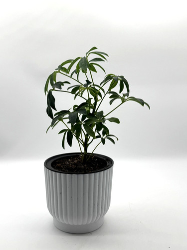 Dwarf umbrella tree - dwarf,