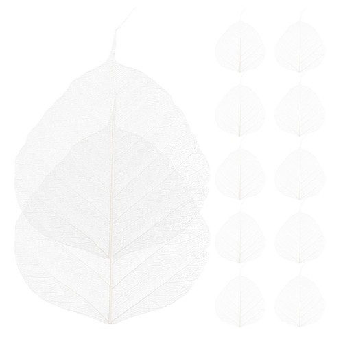 Pcs dried leaves - 20,