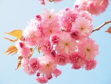 ? Japanese Cherry Blossom ? Prunus serrulata - Sakura Tree Seeds (x10) | ??