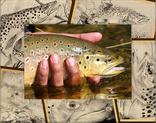 Trout fishing laser engraved - trout,