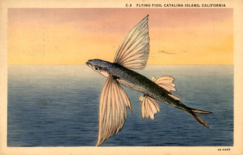 Flying fish catalina island - fish,,