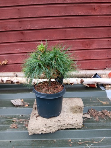 Pinus strobus tiny - strobus,