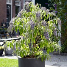 Buddleia Plant, Wisteria Lane 9cm Pot, Weeping Butterfly Bush, Lilac Flowers