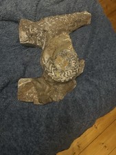 Ammonite fossil This Fossil Is