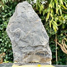 Rare triassic fossil bed - bed,