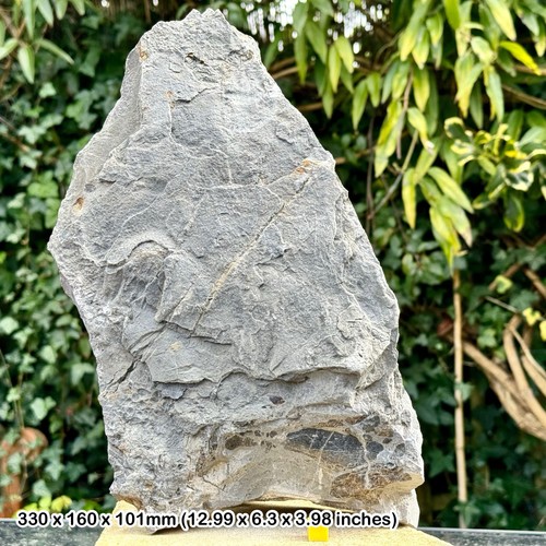 Rare triassic fossil bed - rare,