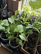 Plant Bundle  1 Fig 1 Dragon Fruit  1 Guava 1 Avocado 1Tomato 1 Squash