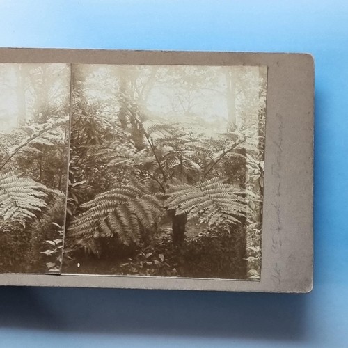 Just roseland stereoview - st,