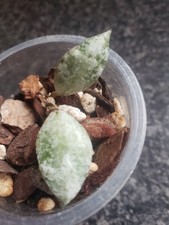 Hoya Lacunosa Violet 💚VERY