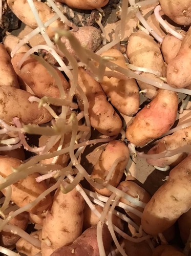 12x sprouting chitted anya - chitted,