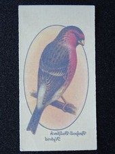 REDPOLL BULLFINCH HYBRID