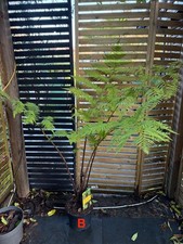 Large CYATHEA COOPERI  ** fast