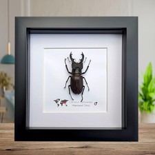 Framed miyama stag beetle
