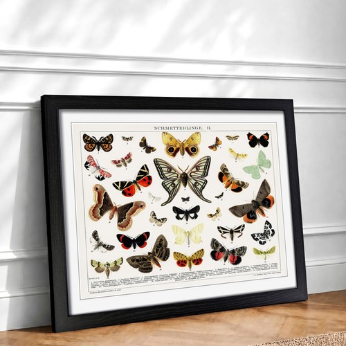 Butterflies moths animal - butterflies,