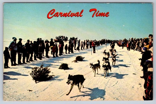 Dog sled race - dog, time