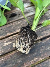 Eryngium Planum Garden  Sea