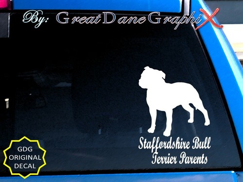 Staffordshire bull terrier - bull,