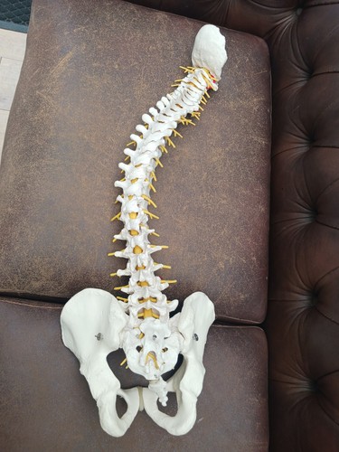 Vintage esp vertebral column - esp,