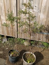 Modoc cypress/Cupressus
