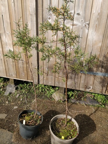 Modoc cypress cupressus - modoc, cypress/cupressus