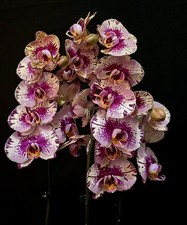 Phalaenopsis "Splash