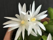 White Easter Cactus