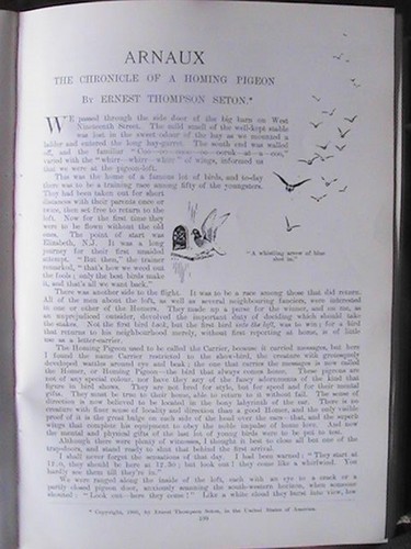 Homing pigeon racing arnaux - homing,
